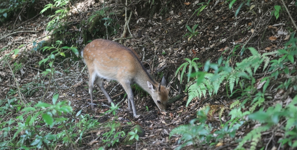 野生の鹿