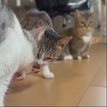 【ペット用】鹿ぷるぷる（ボーンブロスのゼリー寄せ）